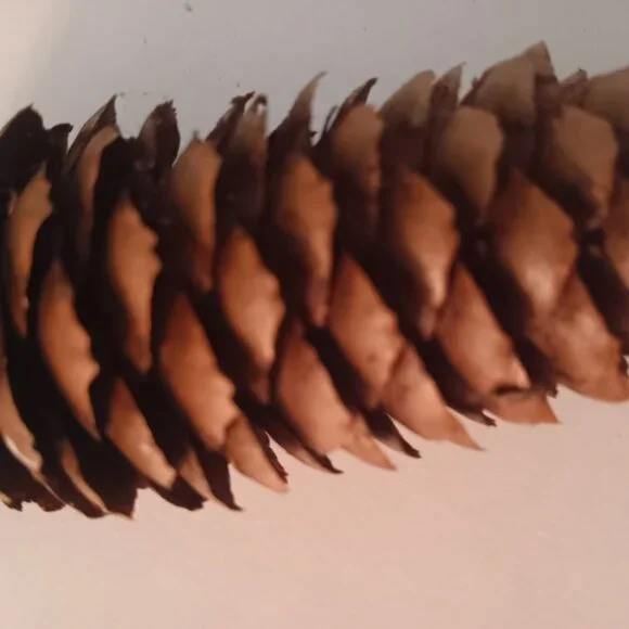 65 Natural Brown Pinecones for Crafts or Decor - Picture 3 of 4